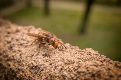 Náhled fotografie